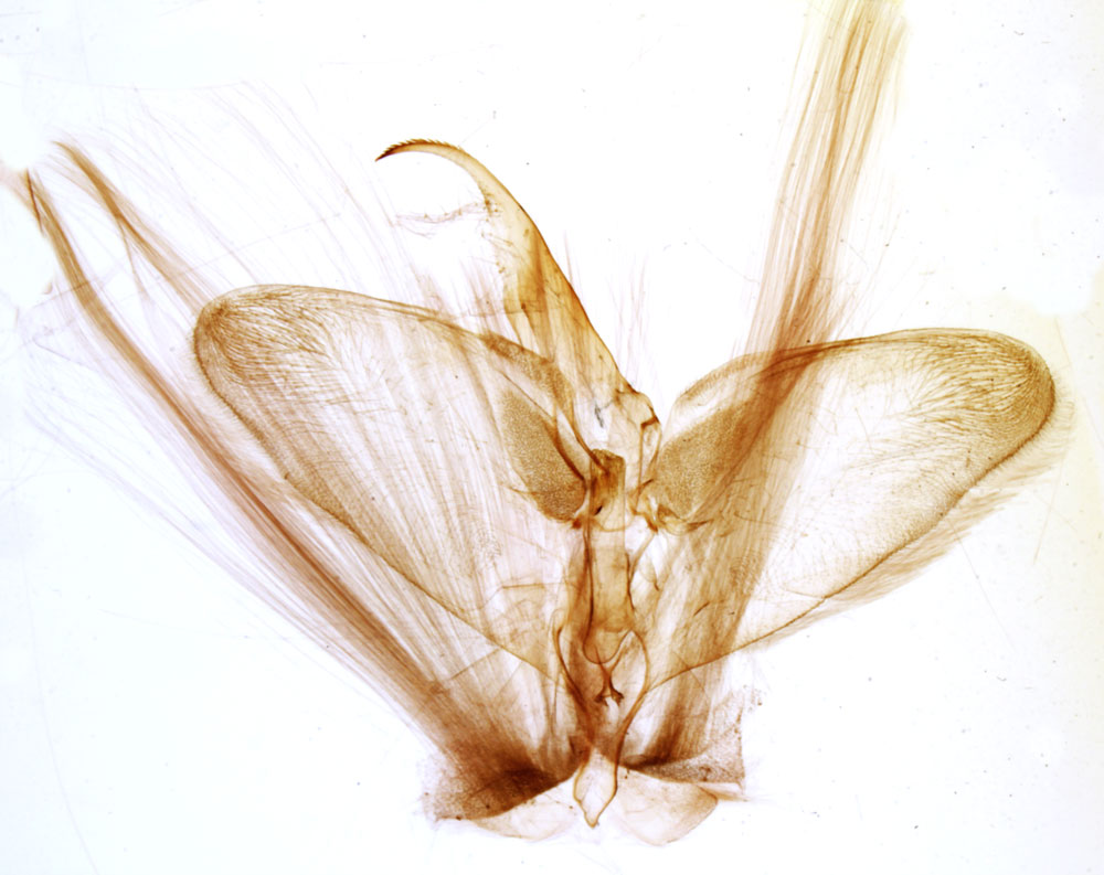 /filer/webapps/moths/media/images/V/vieui_Griveaudia_GMHT_MNHN_3087.jpg