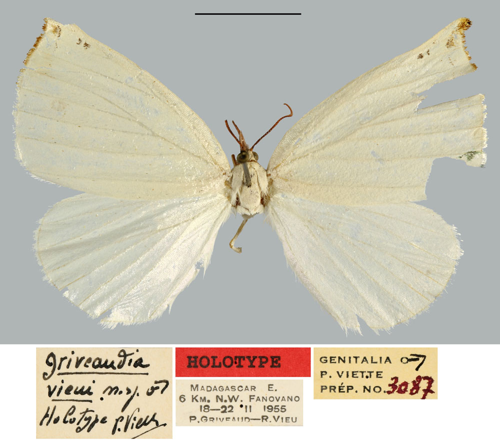 /filer/webapps/moths/media/images/V/vieui_Griveaudia_HT_MNHN.jpg
