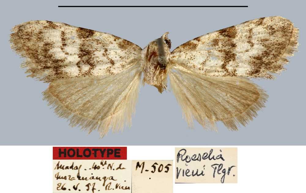/filer/webapps/moths/media/images/V/vieui_Roeselia_HT_MNHN.jpg