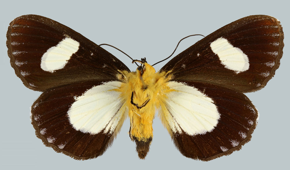 /filer/webapps/moths/media/images/V/vieui_Rothia_AT_MNHNb.jpg