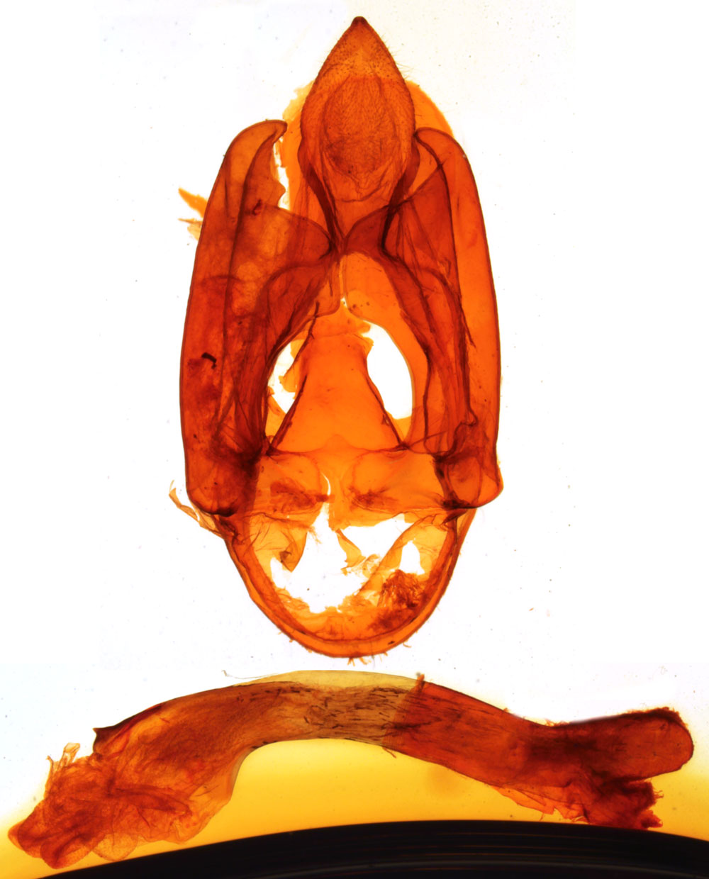 /filer/webapps/moths/media/images/V/vieui_Spilarctia_GMHT_MNHN_318.jpg