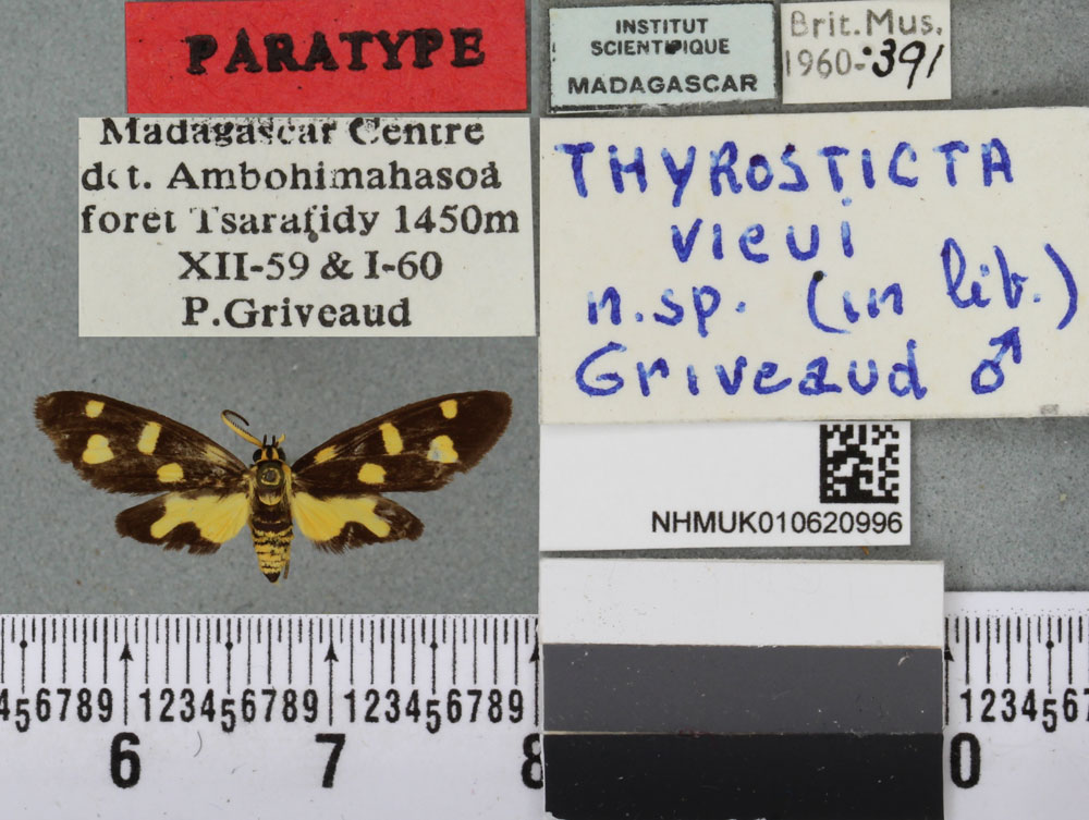 /filer/webapps/moths/media/images/V/vieui_Thyrosticta_PTM_BMNHa.jpg