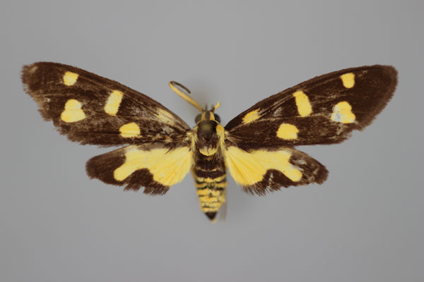 /filer/webapps/moths/media/images/V/vieui_Thyrosticta_PT_BMNH.jpg