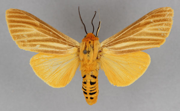 /filer/webapps/moths/media/images/V/vieui_Toulgarctia_A_BMNH.jpg