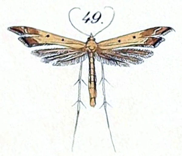 /filer/webapps/moths/media/images/V/vigens_Oxyptilus_HT_Felder_1875_140-49.jpg