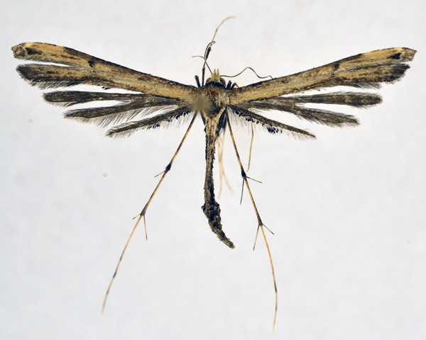 /filer/webapps/moths/media/images/V/vigens_Vietteilus_A_NHMO_01.jpg