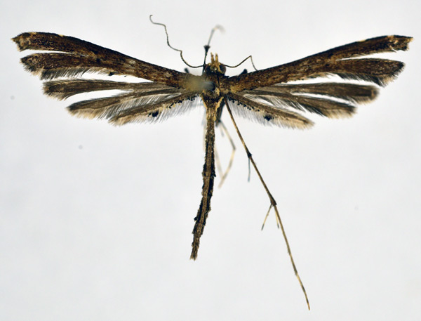 /filer/webapps/moths/media/images/V/vigens_Vietteilus_A_NHMO_02.jpg