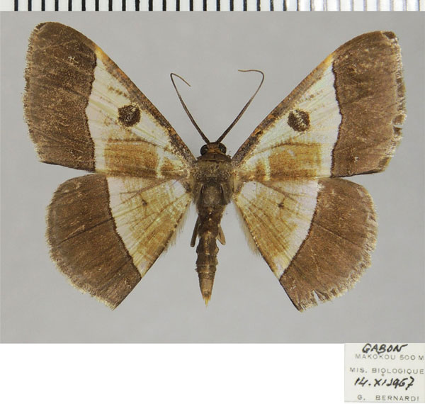 /filer/webapps/moths/media/images/V/vigilans_Zamarada_AF_ZSM.jpg