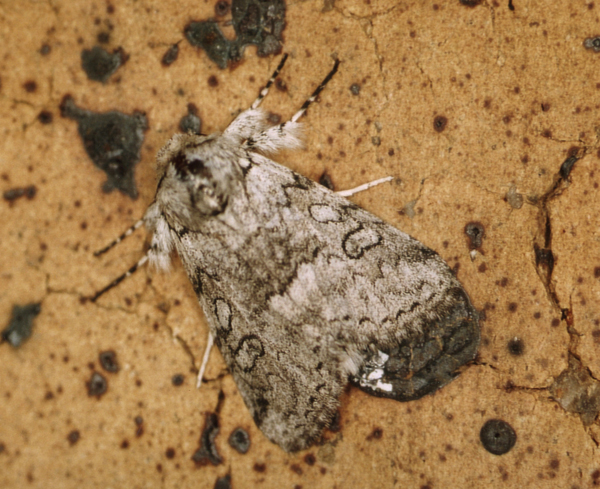 /filer/webapps/moths/media/images/V/vilis_Dicranuropsis_A_Roland_08.jpg