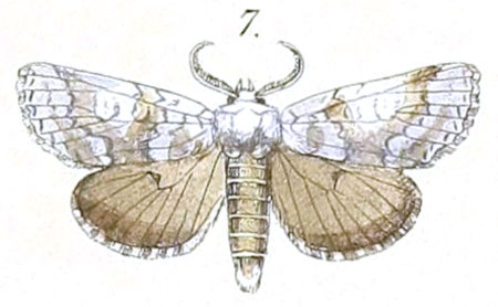 /filer/webapps/moths/media/images/V/vilis_Dicranuropsis_Felder_100_7.jpg