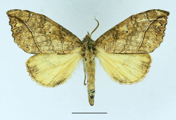 /filer/webapps/moths/media/images/V/vilis_Epitrotonotus_AF_Basquin_01.jpg
