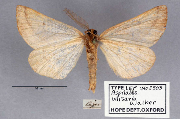 /filer/webapps/moths/media/images/V/vilisaria_Aspilates_HT_OUMNH_02.jpg