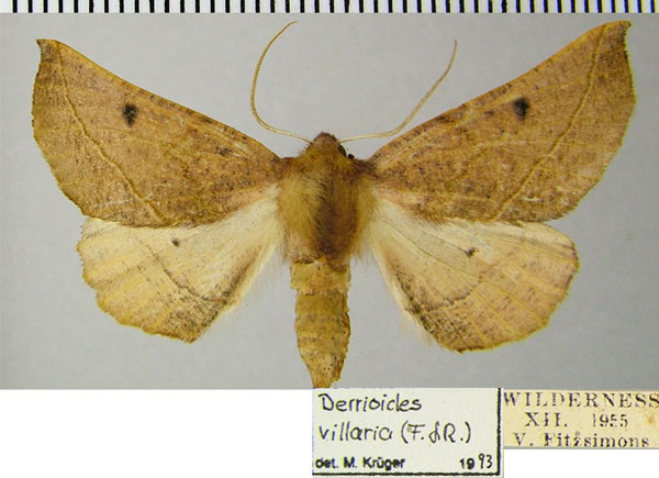 /filer/webapps/moths/media/images/V/villaria_Drepanogynis_AF_ZSM.jpg
