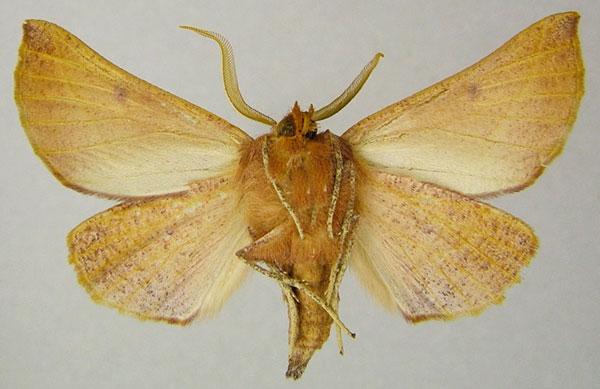 /filer/webapps/moths/media/images/V/villaria_Drepanogynis_AM_ZSMb.jpg