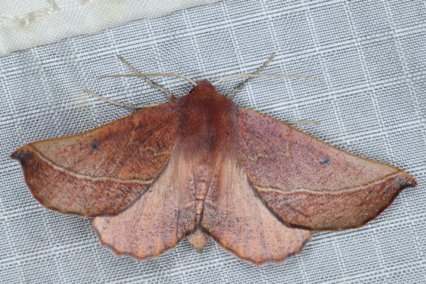/filer/webapps/moths/media/images/V/villaria_Drepanogynis_A_Heyns_01.JPG