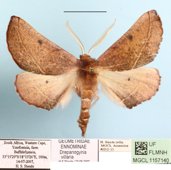 /filer/webapps/moths/media/images/V/villaria_Drepanogynis_A_MGCL.JPG