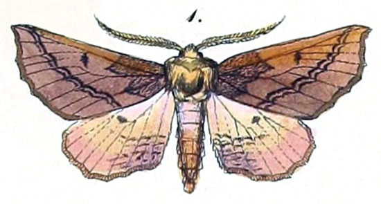 /filer/webapps/moths/media/images/V/villaria_Himera_HT_Felder_1875_124-1.jpg