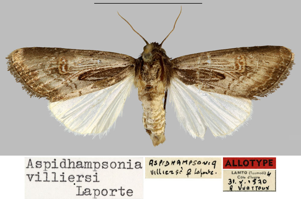 /filer/webapps/moths/media/images/V/villiersi_Aspidhampsonia_AT_MNHN.jpg
