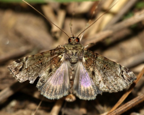 /filer/webapps/moths/media/images/V/villiersi_Gigantoceras_A_Grimm.jpg