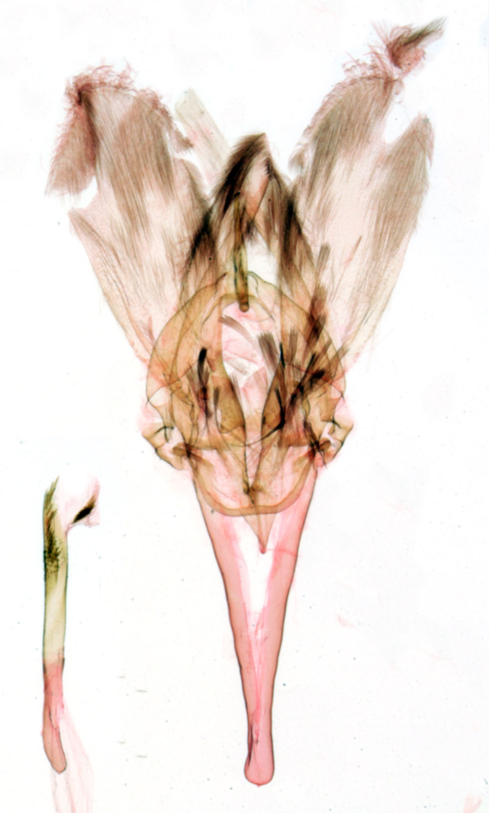 /filer/webapps/moths/media/images/V/villiersi_Gigantoceras_GMHT_MNHN_BL959.jpg