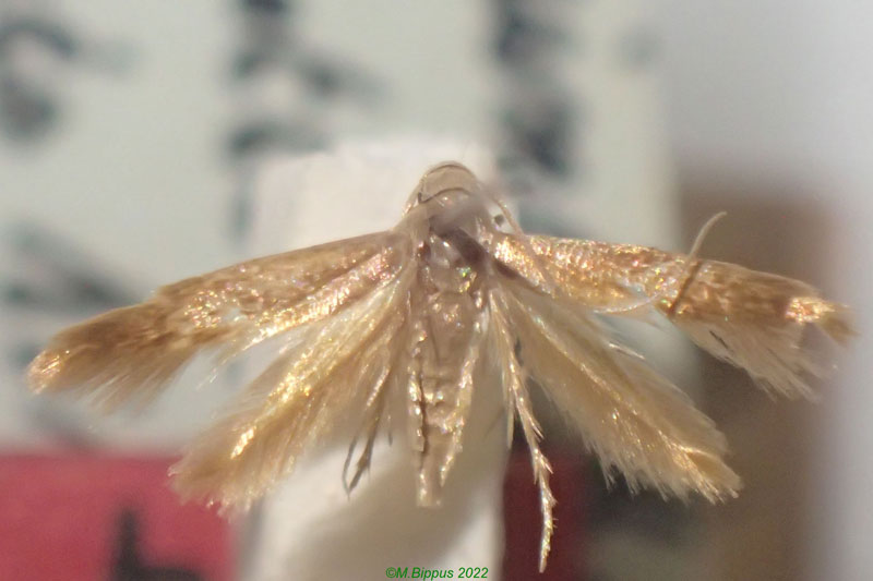 /filer/webapps/moths/media/images/V/villiersi_Opogona_AT_MNHN.jpg