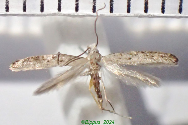 /filer/webapps/moths/media/images/V/villiersi_Swammerdamia_AF_Bippus_01.jpg