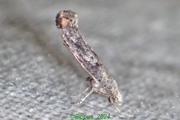/filer/webapps/moths/media/images/V/villiersi_Swammerdamia_AF_Bippus_02.jpg