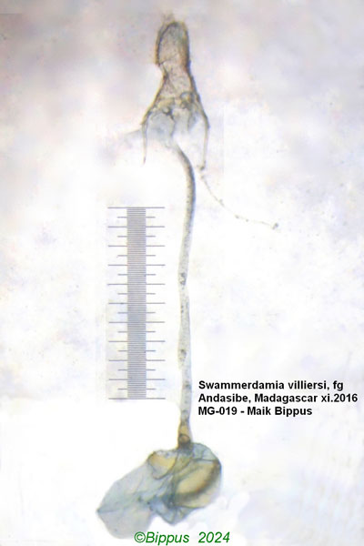 /filer/webapps/moths/media/images/V/villiersi_Swammerdamia_GF_Bippus_01.jpg