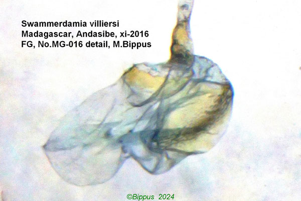 /filer/webapps/moths/media/images/V/villiersi_Swammerdamia_GF_Bippus_02.jpg