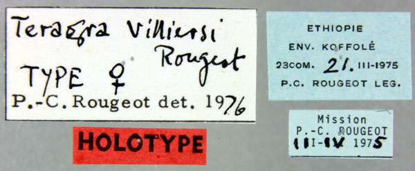 /filer/webapps/moths/media/images/V/villiersi_Teragra_HT_MNHNl.jpg