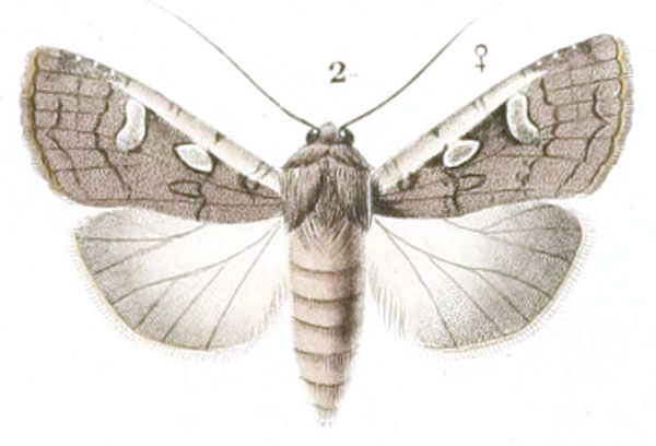 /filer/webapps/moths/media/images/V/villiersii_Agrotis_STF_Guenee_2.jpg