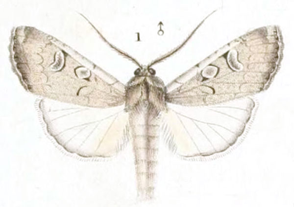 /filer/webapps/moths/media/images/V/villiersii_Agrotis_STM_Guenee_1.jpg