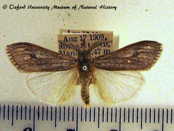 /filer/webapps/moths/media/images/V/villis_Casama_A_OUMNH_01.jpg