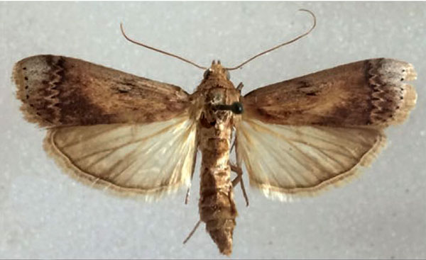 /filer/webapps/moths/media/images/V/villora_Euzophera_AF_MNHN.jpg