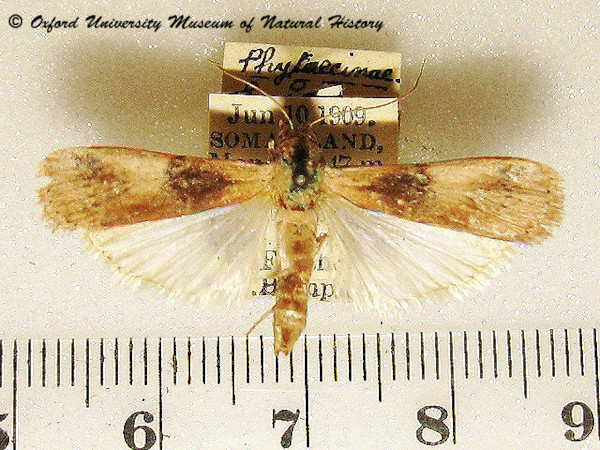 /filer/webapps/moths/media/images/V/villora_Euzophera_A_OUMNH.jpg