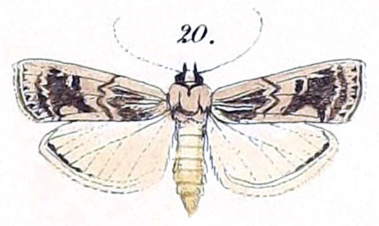 /filer/webapps/moths/media/images/V/villora_Myelois_HT_Felder_1875_137-20.jpg