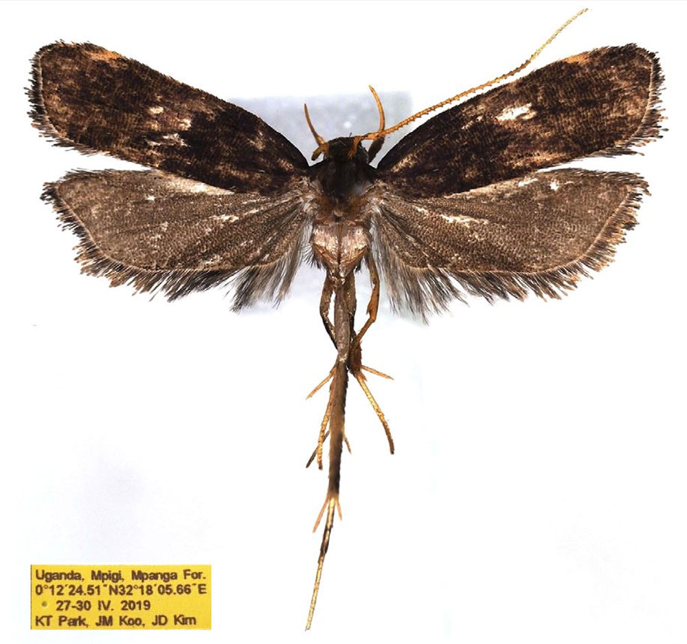 /filer/webapps/moths/media/images/V/villosiphalla_Thubdora_HT_NIBR.jpg