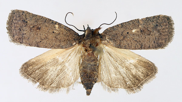 /filer/webapps/moths/media/images/V/vinacea_Isadelphina_AF_TMSA_01.jpg