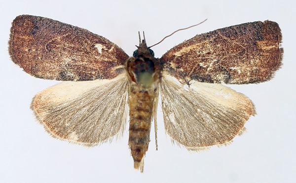 /filer/webapps/moths/media/images/V/vinacea_Isadelphina_AF_TMSA_02.jpg