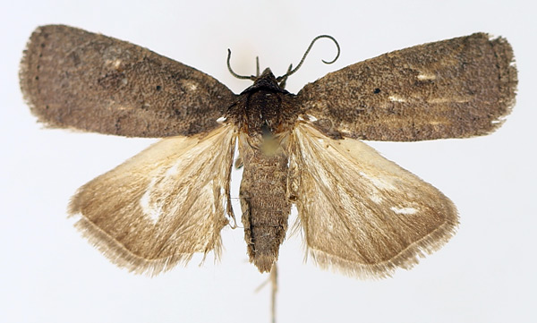 /filer/webapps/moths/media/images/V/vinacea_Isadelphina_AM_TMSA_02.jpg