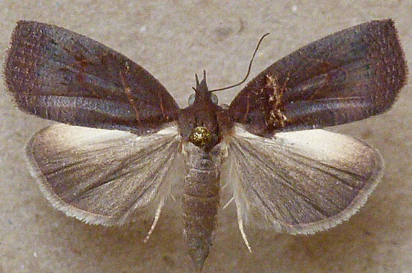 /filer/webapps/moths/media/images/V/vinacea_Isadelphina_A_Butler.jpg