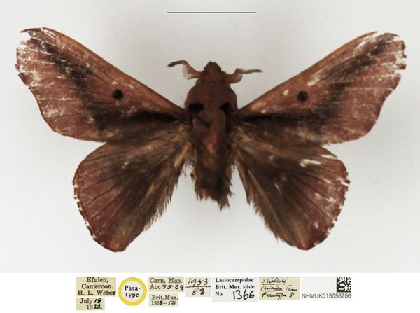 /filer/webapps/moths/media/images/V/vinacea_Streblote_PTM_NHMUK.jpg