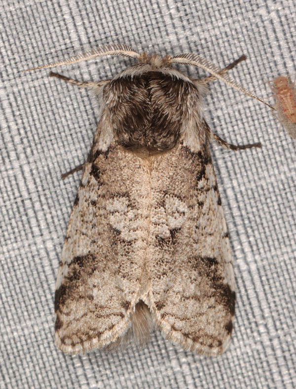 /filer/webapps/moths/media/images/V/vinctus_Gymnelema_AM_Heyns.jpg