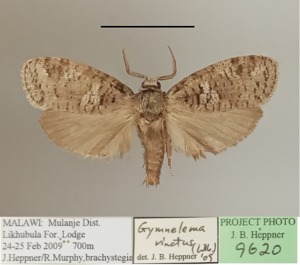 /filer/webapps/moths/media/images/V/vinctus_Gymnelema_A_MGCLa_01.jpg