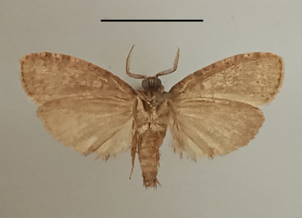 /filer/webapps/moths/media/images/V/vinctus_Gymnelema_A_MGCLb_01.jpg