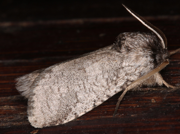 /filer/webapps/moths/media/images/V/vinctus_Gymnelema_A_Roland_01.jpg