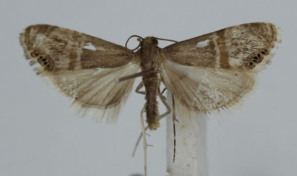 /filer/webapps/moths/media/images/V/vinculellus_Euchromius_A_JMonks_01.jpg