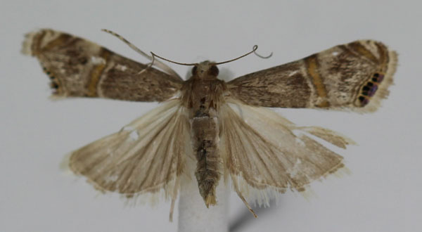 /filer/webapps/moths/media/images/V/vinculellus_Euchromius_A_JMonks_02.jpg