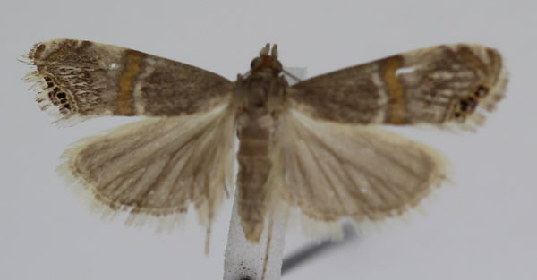 /filer/webapps/moths/media/images/V/vinculellus_Euchromius_A_JMonks_03.jpg