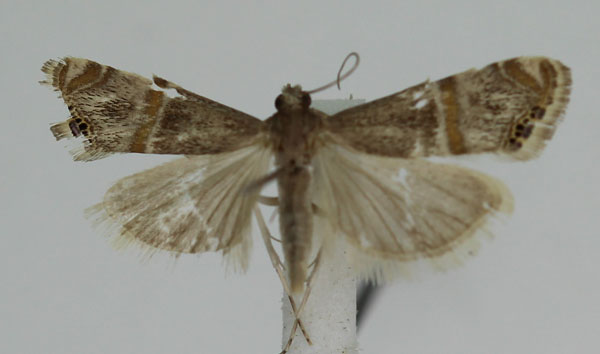 /filer/webapps/moths/media/images/V/vinculellus_Euchromius_A_JMonks_04.jpg
